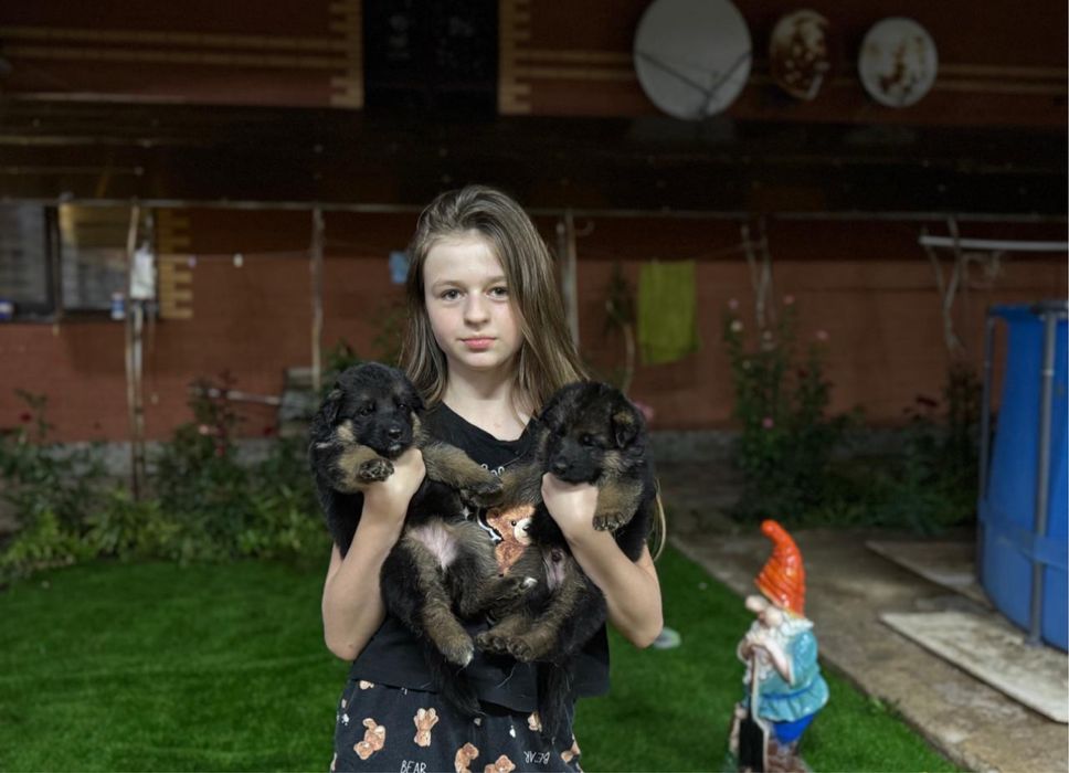 Немецкая овчарка (бронь щенки)