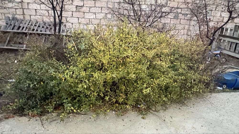 Калада көшеде өсетін терек 30000