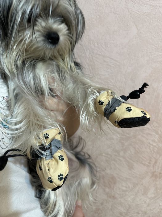 Одежда для сабак