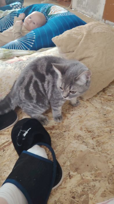 Котята шатландцы