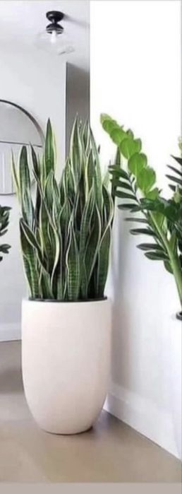 Отростки Сансевьера растение комнатное