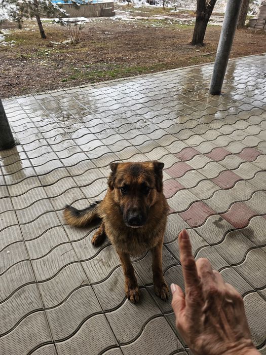 ищем овчарку суку для случки