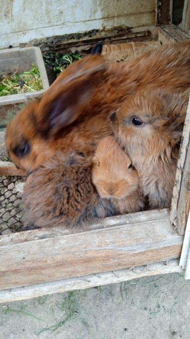 Продаются крольчата по 40000 тысяч сумов