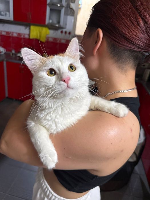Ищем любящую семью для замечательного котика!
