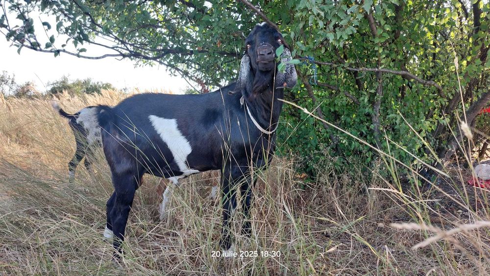 Tap angolo nubian fara pedigree