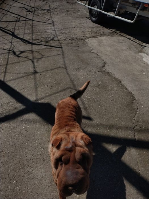 Femela Shar Pei 2 ani