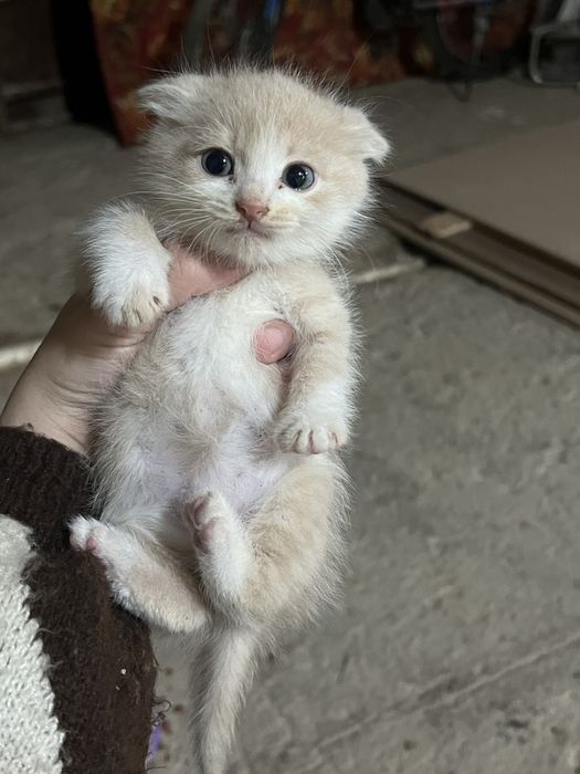 Котенки 1,5 месяца