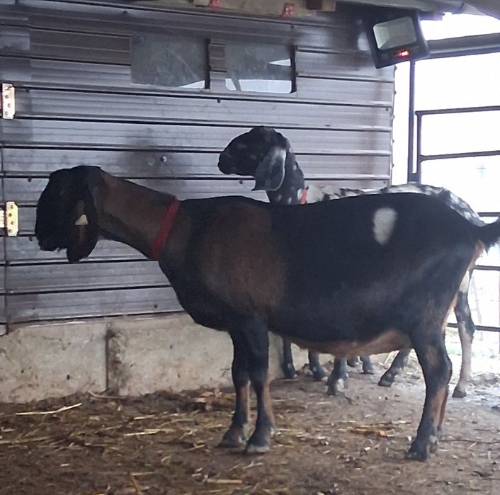 Vând capra ANGLO Nubian cu Pedigree