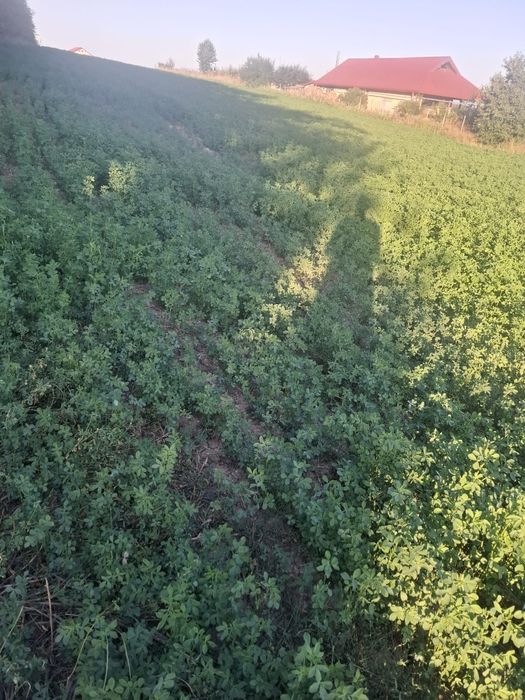 Vând teren intravilan în curtesti