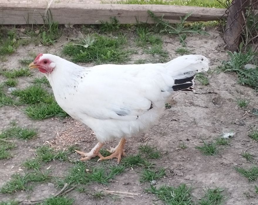 Обмен Продам петух курица