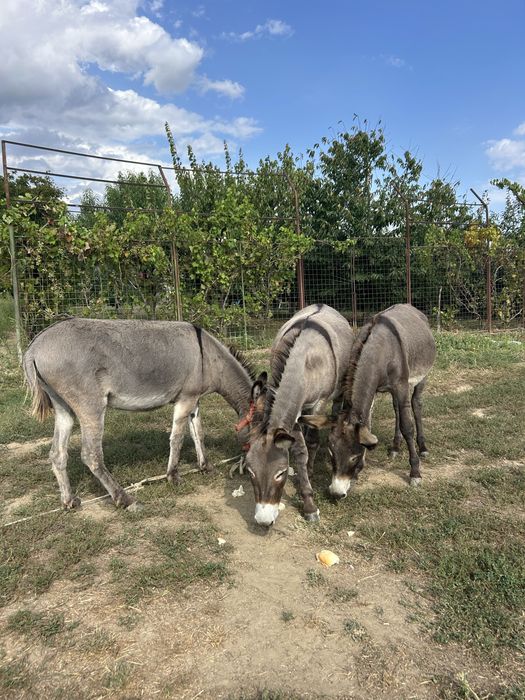 Măgari de vanzare