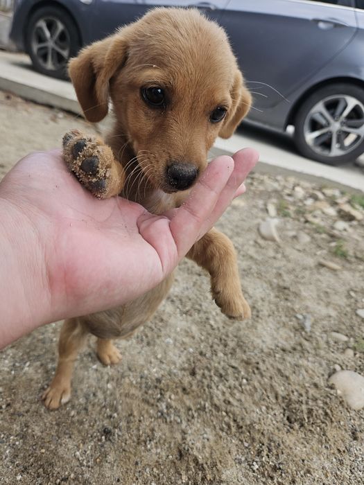 Adoptie pui de caini/pisica