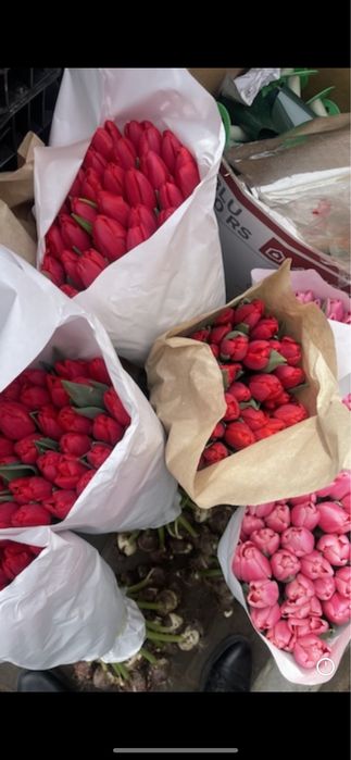 Тюльпан оптом и в розницу