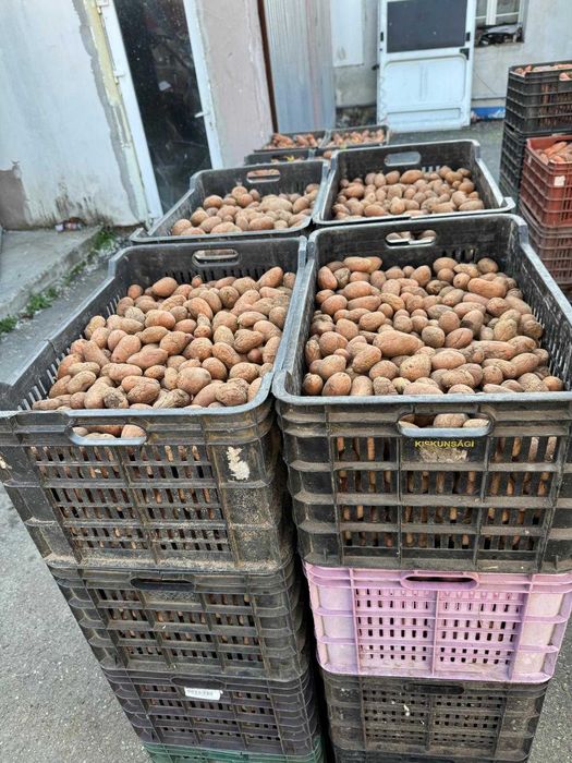 morcovi 1 leu/kg - cartofi 2 lei/kg - cartofi pt semanat 1.5 lei/kg