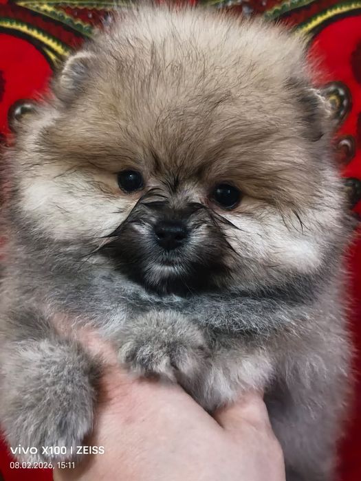 Шикарный мишка померашка