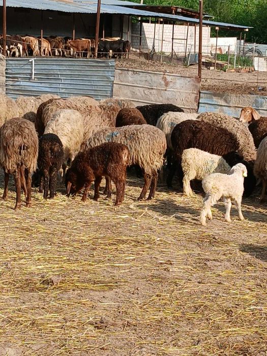 Овцематки с ягнятами