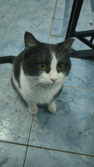 ОЧЕНЬ УМНЫЙ КОТИК , ДОБРЫЙ,В хорошие руки ,будет вам ЛУЧШИМ другом :)