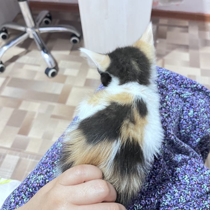 Отдам котят в добрые руки