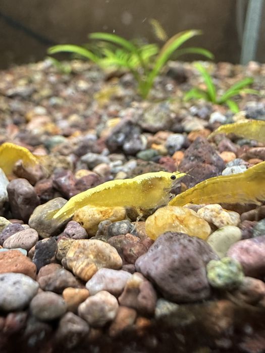 Желтые аквариумные креветки