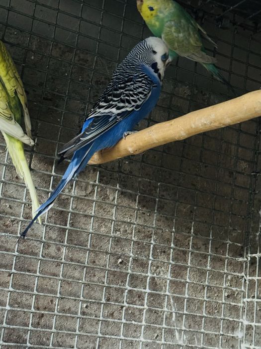 Qushla toza zot Toshkenda spengal andulka