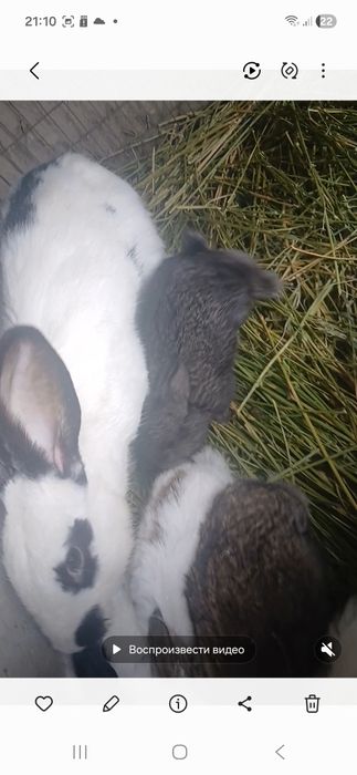 Срикач куён боласи 8та сотилади