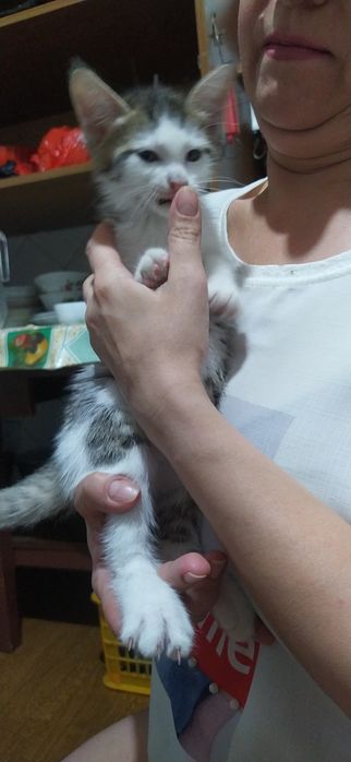 Котята, домашние