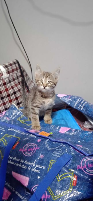 Симпатичный котенок