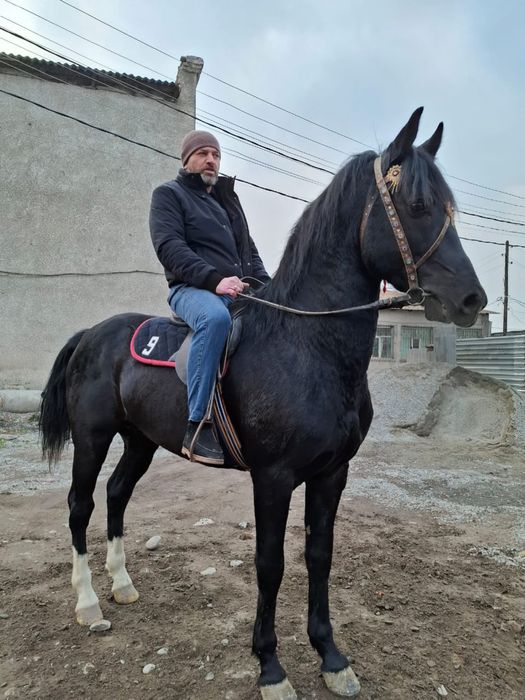 Англо-Араб 3 года