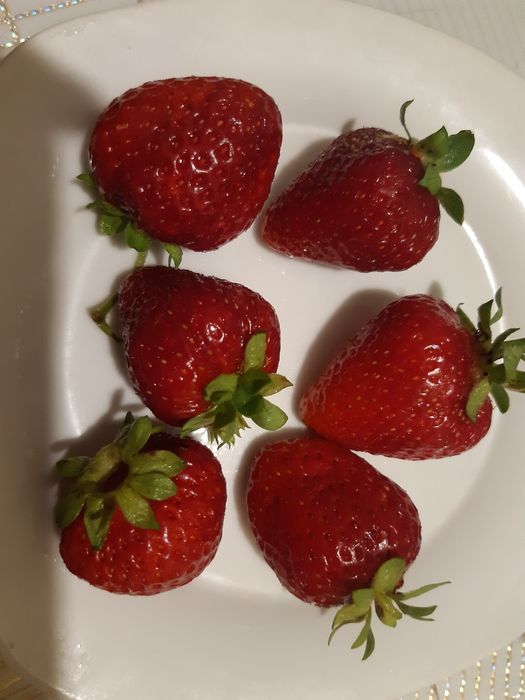 Продам рассаду клубники