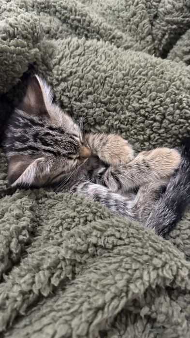 Кошка (котенок)