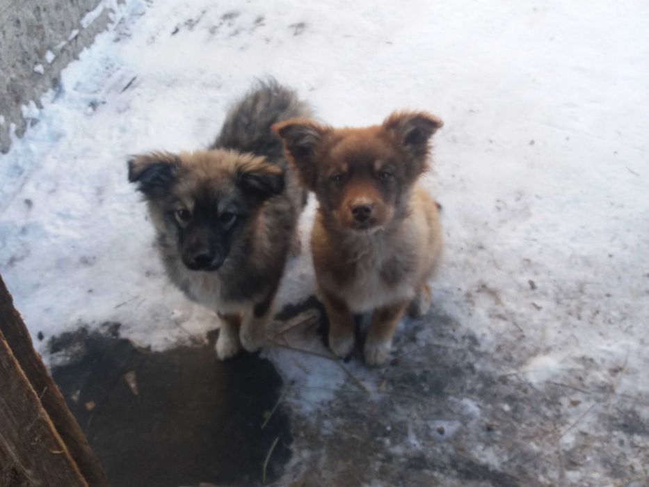 Дарю щенков во двор!