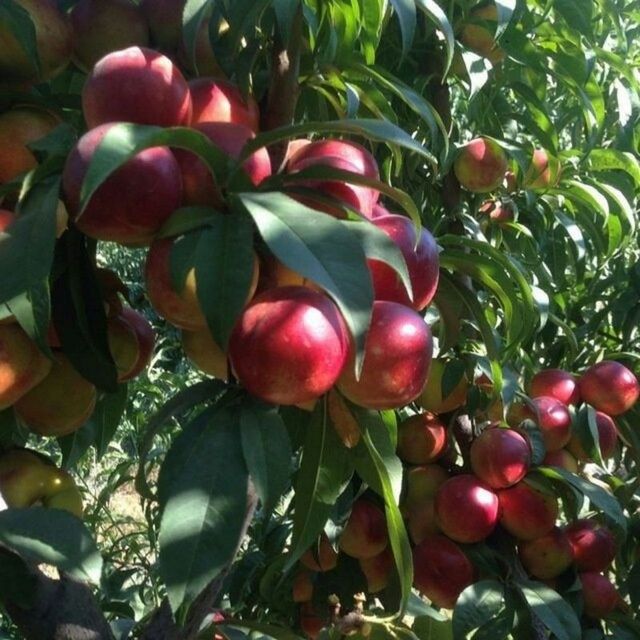 SHOFTOLI kuchatlarini Eng yangi sortlari bor maykris Amerika Vinnus