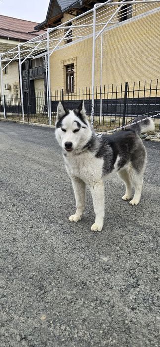 Zoti toza haski kuchuk 3 oylik