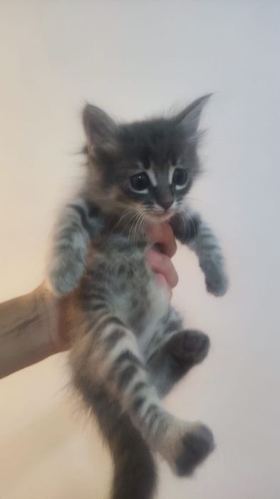 Отдам котенка бесплатно
