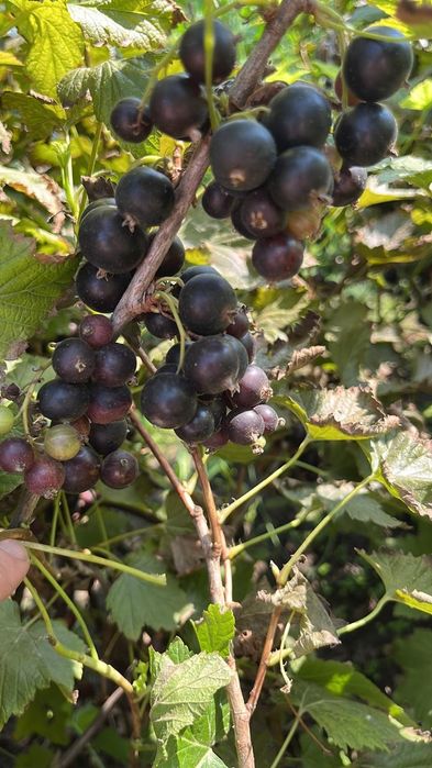 Продам дачный участок