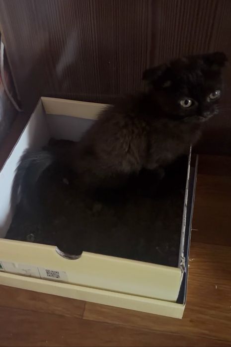 отдам котенка в добрые руки