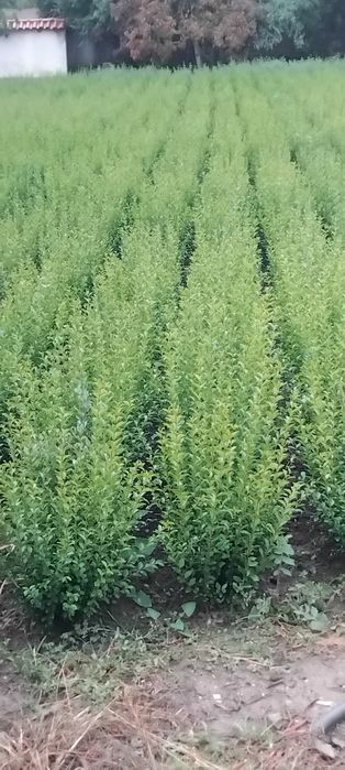 Лигуструм на гол корен