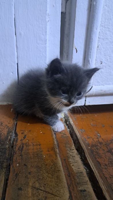 Котята отдам в хорошие руки