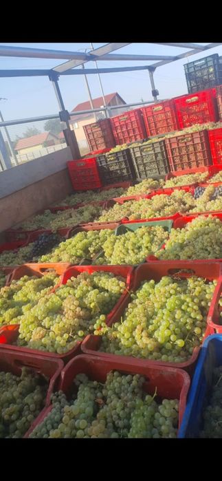 Vând struguri pentru vin