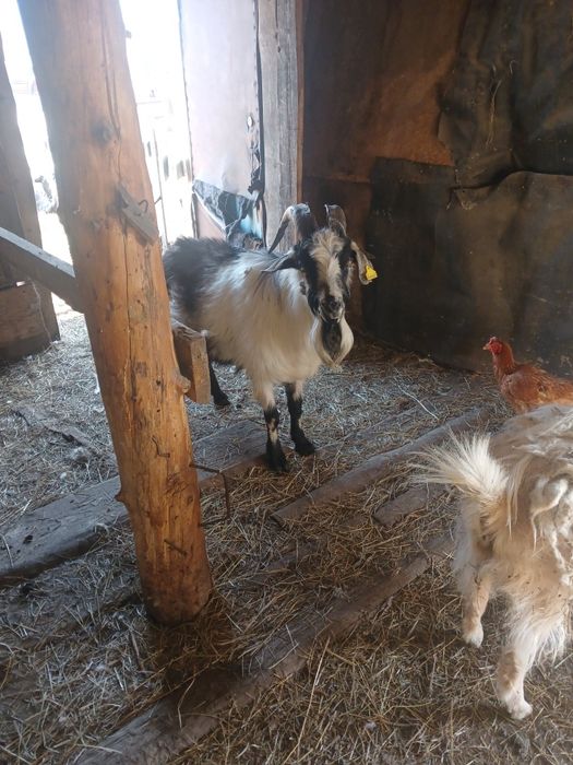 Продам козла 1,5 года