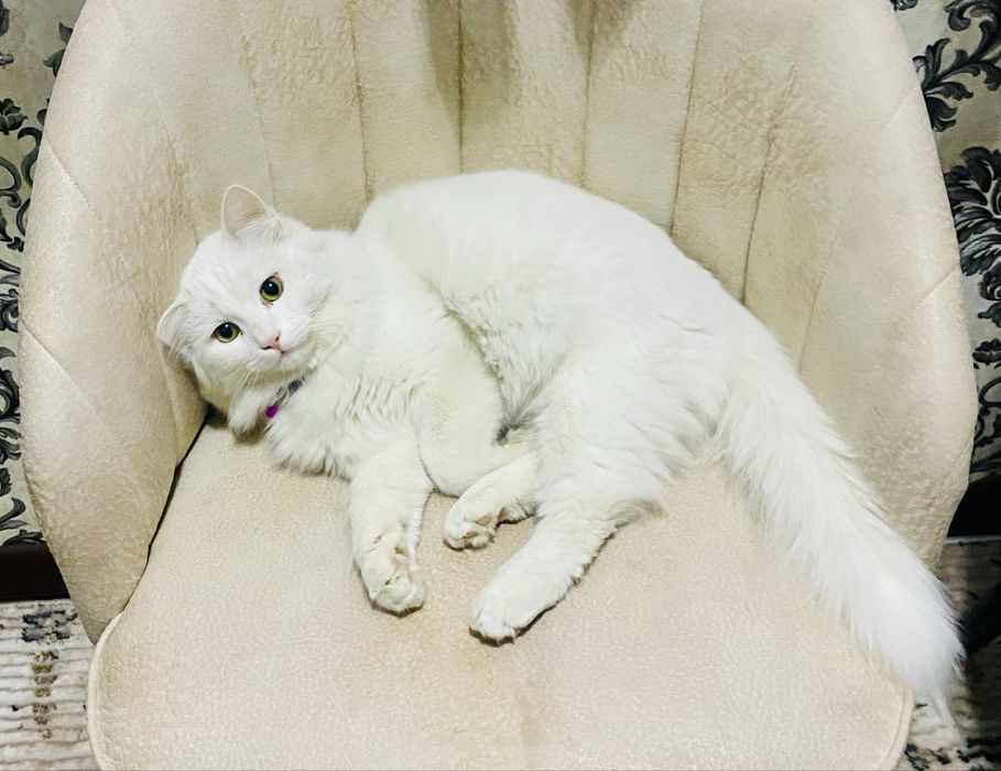 Отдаём котов в хорошие руки