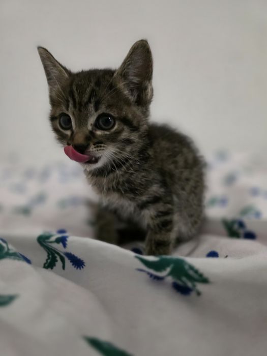 Котята в хорошие руки