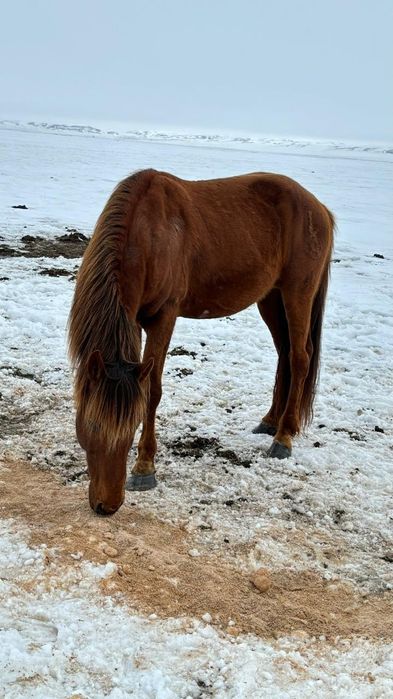 Жылқы сатамын( жайылымдағы айғырлар)