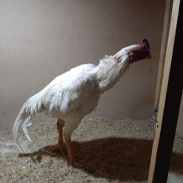 Хуроз.зоти Кореа.