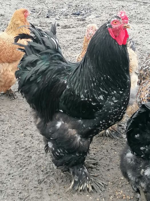 Vând ouă pentru incubat