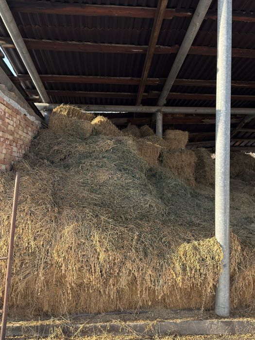 Клевер джонушка