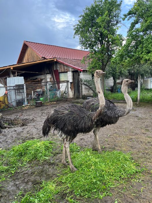 Vand 2 femele de strut cu varsta de 5 ani