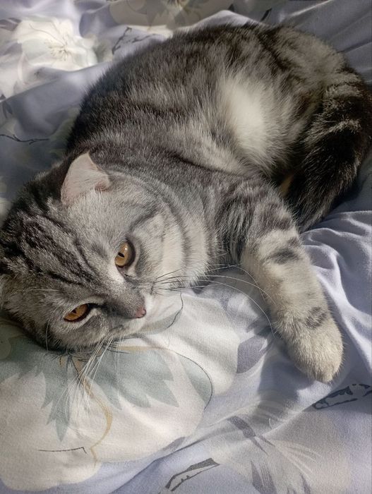 Продается Скоттиш страйт МУЖ