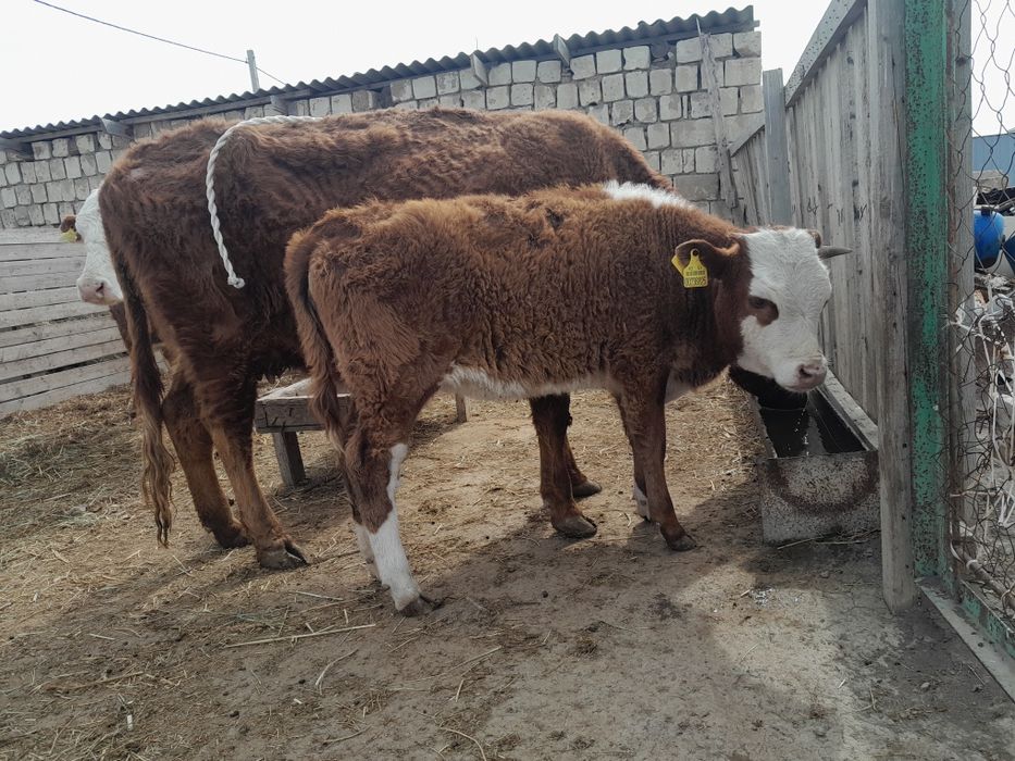 Буаз сиыр ұрғашы баспағымен