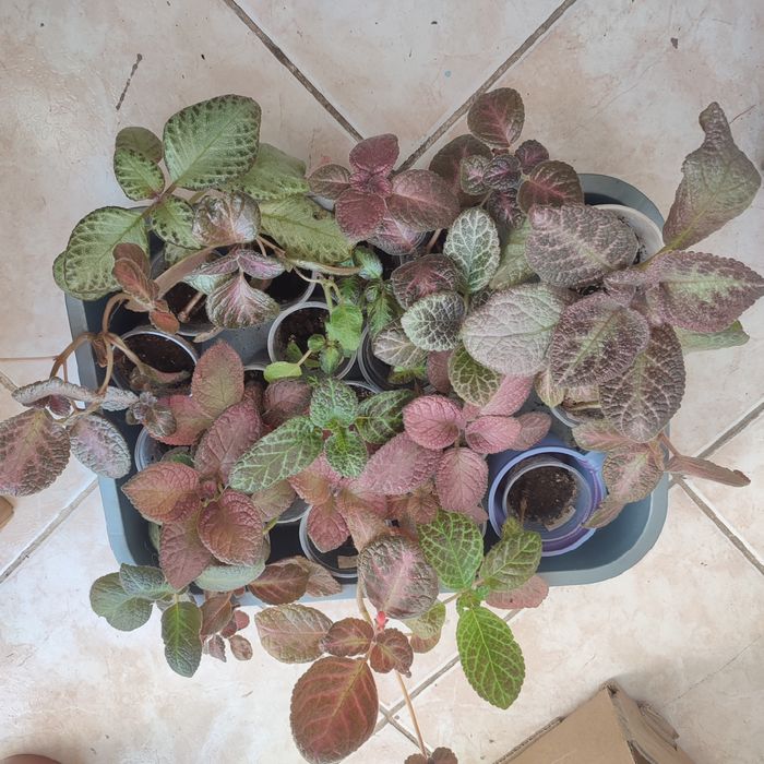 Эписции -цветущие растения